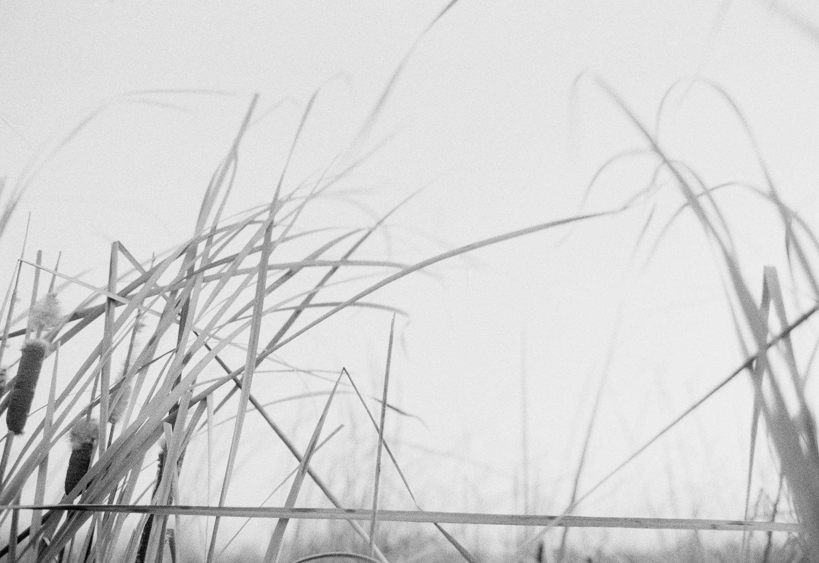 lacrosse-duck-hunt-hires-016-crop.jpg